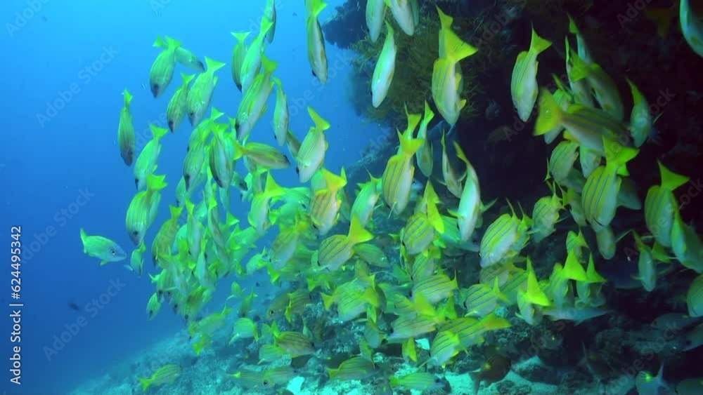 Napoleon fish makes its way through huge school of snapper fish on ...