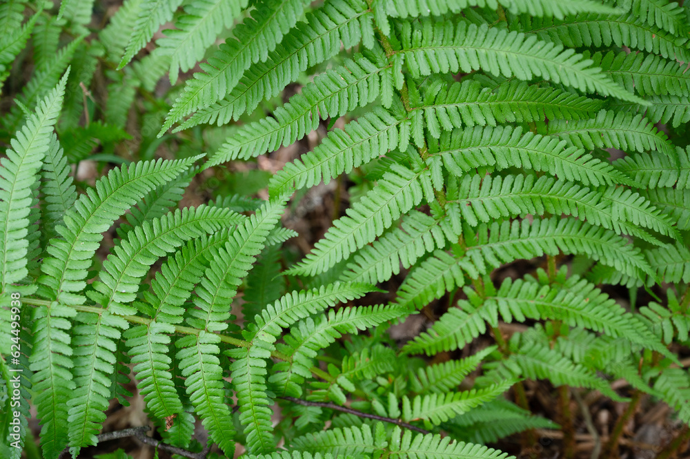 Green fern leaf in the forest, vegetation in nature, close up of the plant