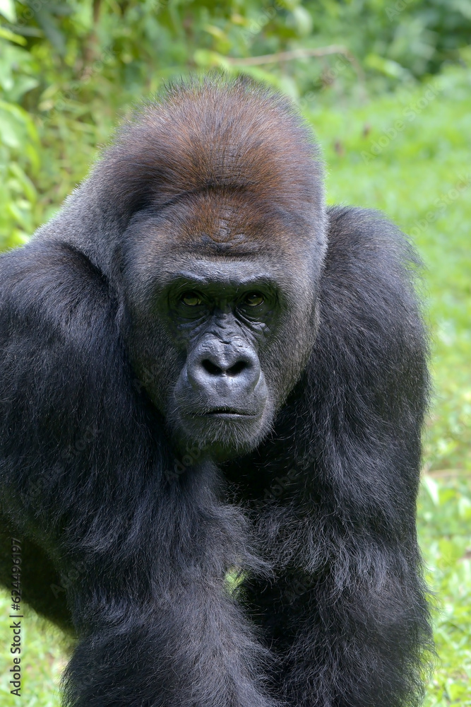 Silverback gorillas in their environment Silverback gorillas in their environment
