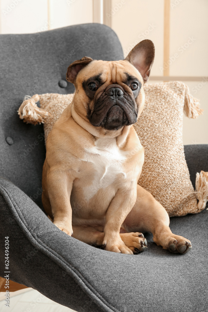 Fototapeta premium Cute French bulldog in armchair at home, closeup