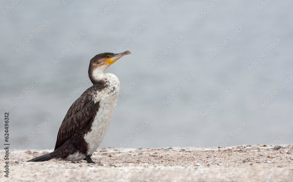 White-breasted Cormorant, Phalacrocorax lucidus lucidus White-breasted Cormorant, Phalacrocorax lucidus lucidus