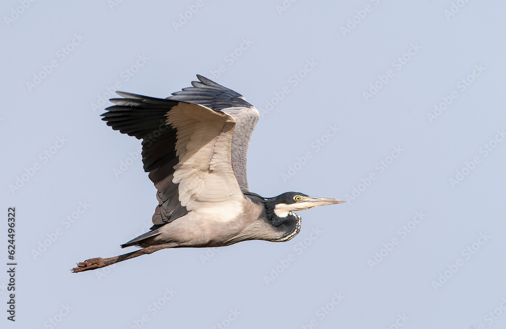 Obraz premium Black-headed Heron, Ardea melanocephala
