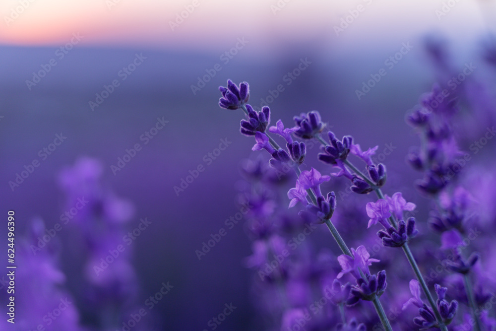 Lavender flower background. Violet lavender field sanset close up. Lavender flowers in pastel colors at blur background. Nature background with lavender in the field. - obrazy, fototapety, plakaty 