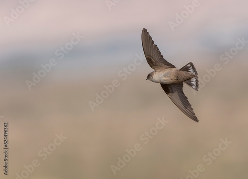 Fotografie Pale Crag Martin, Ptyonoprogne obsoleta