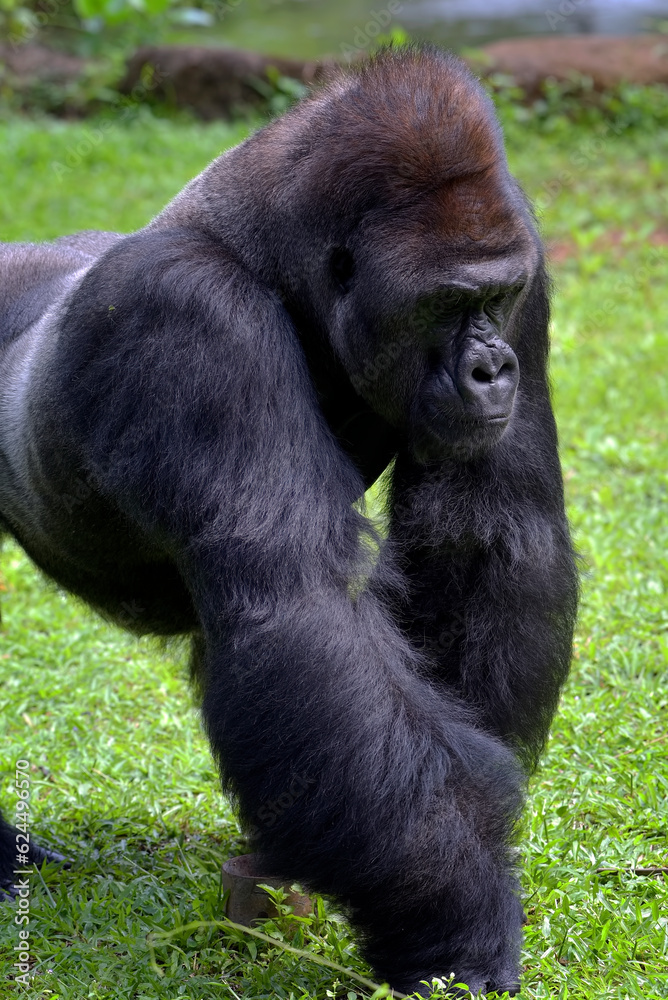 Silverback gorillas in their environment Silverback gorillas in their environment