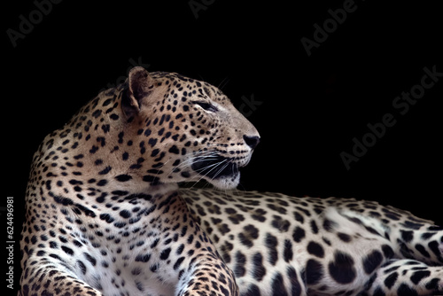 Close-up photo of an Javan leopard from a dark place