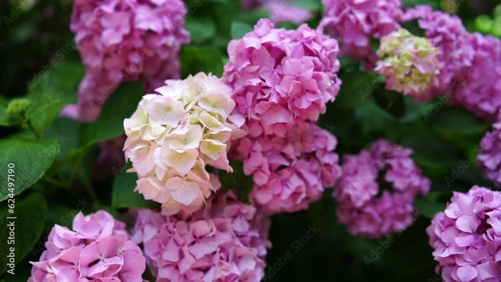 Blooming hydrangea pink close-up. Beautiful large hydrangea macrophyllus flower background. Selective focus. Blooming hydrangea pink close-up. Beautiful large hydrangea macrophyllus flower background. Selective focus.