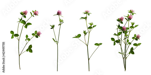 Realistic red clover flowers with leaves and stems isolated on transparent background. Three clover flowers and example of a bouquet of them. photo