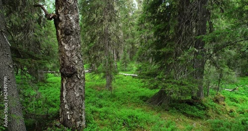 Movement through a primeval woodland with lush forest floor and deadwood near Kuusamo, Northern Finland photo