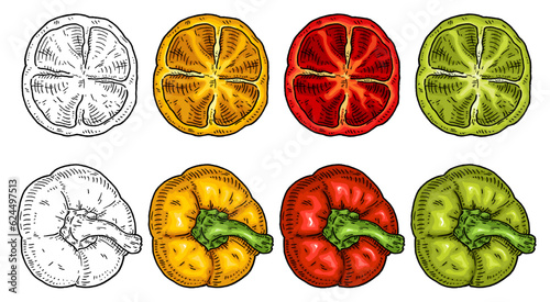 Sweet bell yellow, red, green pepper. Top view. Vintage hatching vector black illustration.