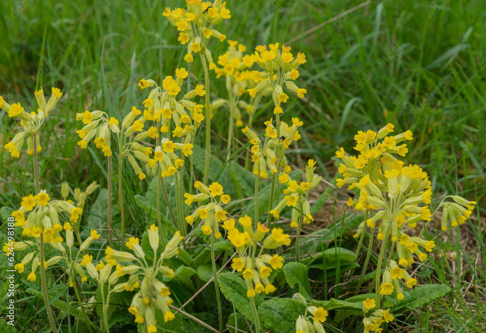 Cowslips growing in a field in Northumberland, UK