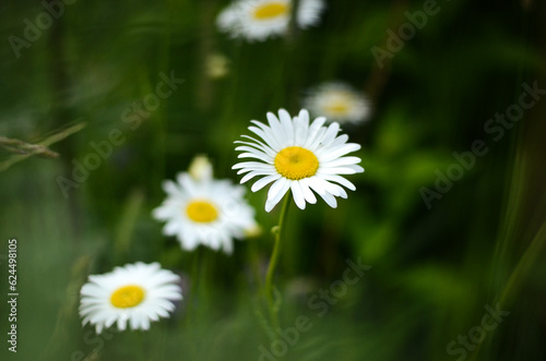 Blurry camomile on green grass background