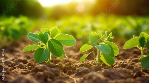 Soy growth stages, soybean vegetable plant grow cycle, vector seedling phases. Soy beans growing process from seed in soil to sprout, garden and agriculture, vegetables crops harvest