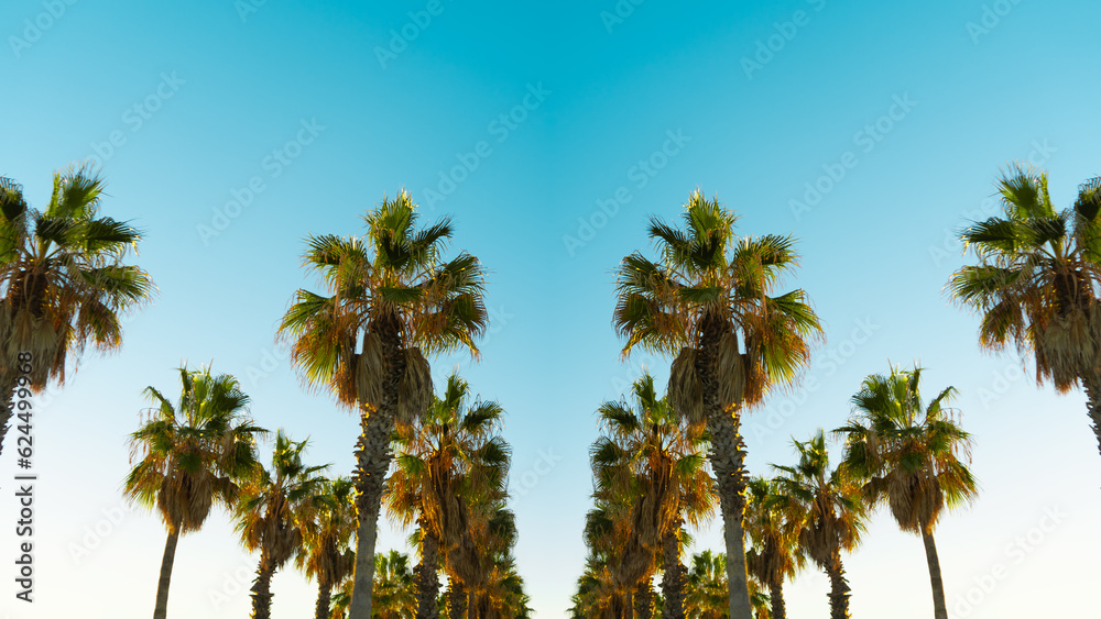 View of symmetrical shaped palm trees over summer sky