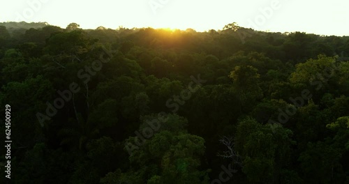 Morning Amazon Rainforest Panorama with Sunrise: Aerial View of Peaceful Rainforest and Greenery Under Clear Sky 7