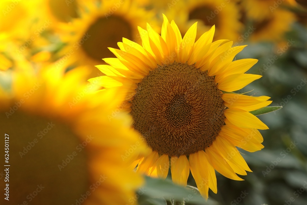 Fototapeta premium Sunflower - Helianthus annuus at sunset