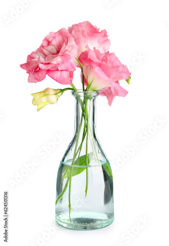 Glass vase with beautiful pink eustoma flowers on white background