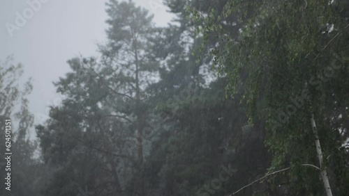 Heavy summer rain in the forest