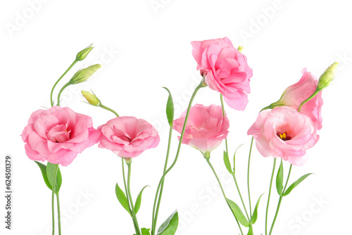 Fototapeta Naklejka Na Ścianę i Meble -  Beautiful pink eustoma flowers on white background