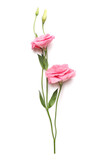 Beautiful pink eustoma flowers on white background