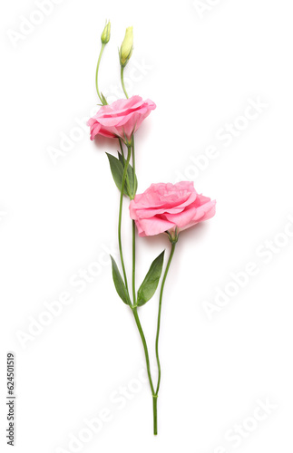 Beautiful pink eustoma flowers on white background