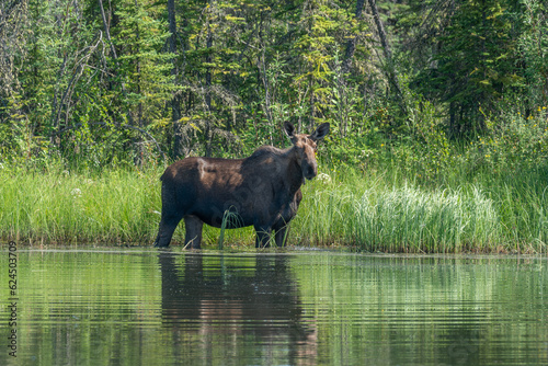 Moose (Alces alces americanus)