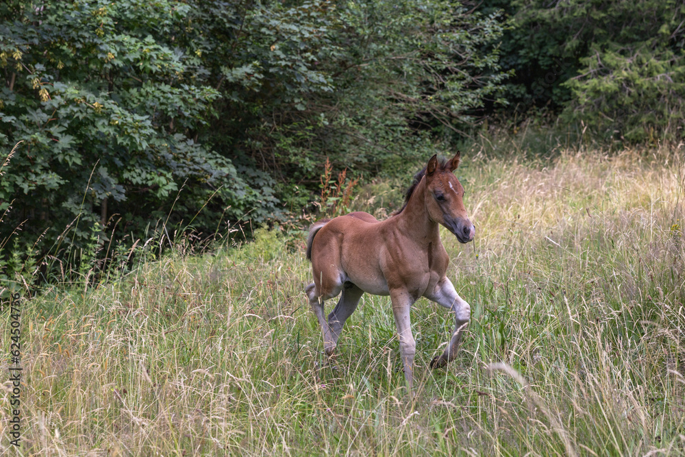 6 Wochen altes braunes Fohlen trabt aufmerksam am Waldrand durch hohes Gras 6 Wochen altes braunes Fohlen trabt aufmerksam am Waldrand durch hohes Gras