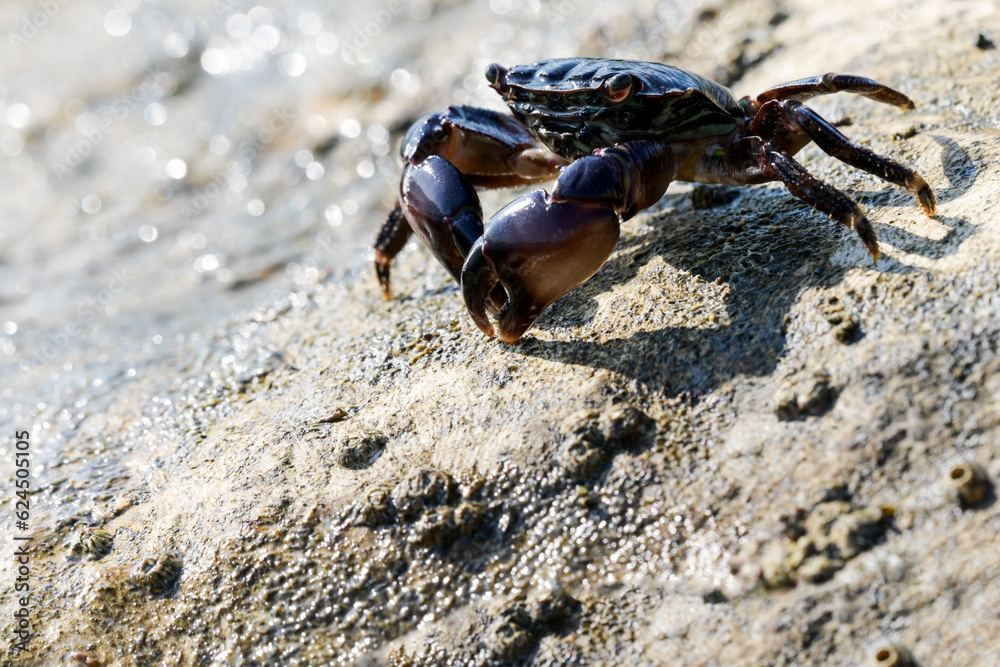 Fototapeta premium salt water crab sitting sun stone massive claws
