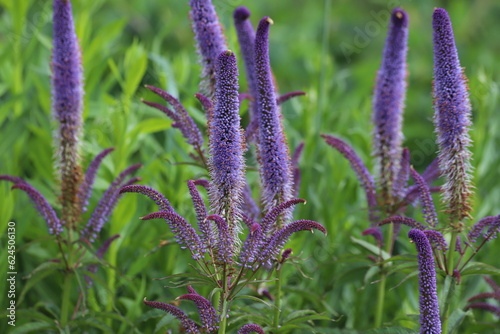 Veronica spicata  spiked speedwell plant with blue flowers. Close up. 