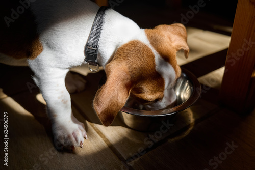 Cute jack russell dog terrier puppy eating dry food or drinking water from a steel bowl in the morning. Healthy diet for pet.