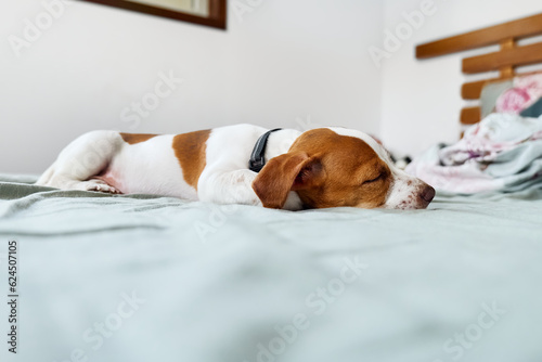 Cute jack russell dog terrier puppy sleeping on colorful sheet in the bed in bedroom.
