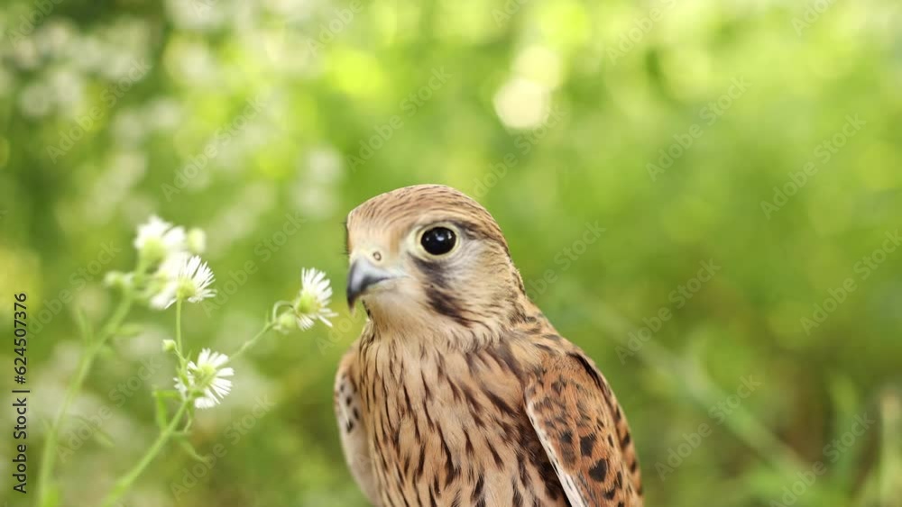 Portrait of a kestrel falcon in the forest. Portrait of a kestrel falcon in the forest.