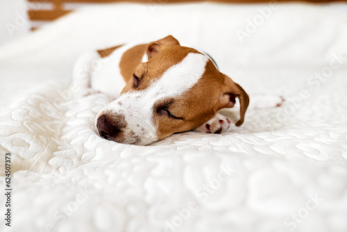 Murais de parede Cute jack russell dog terrier puppy sleeping on white blanket in the bed in bedroom
