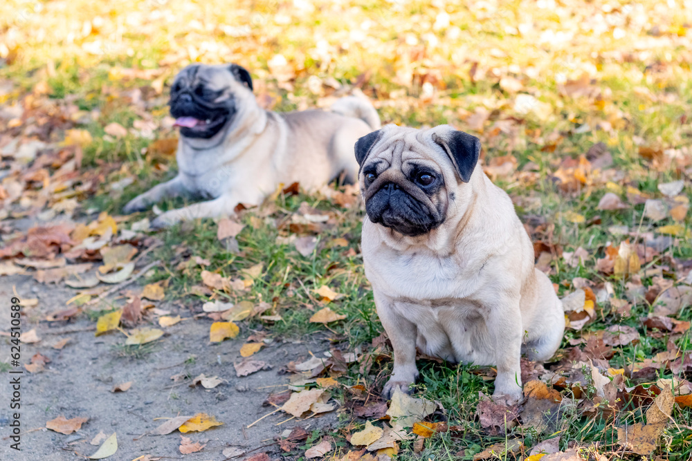 Two pug dogs in an autumn park on fallen leaves