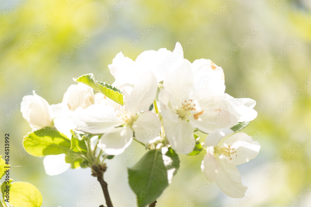 These pretty white flowers were on my apple tree when I took this picture. They just bloomed for the Spring season. Each flower will one day be an apple. I love the fluffy look to the petals.