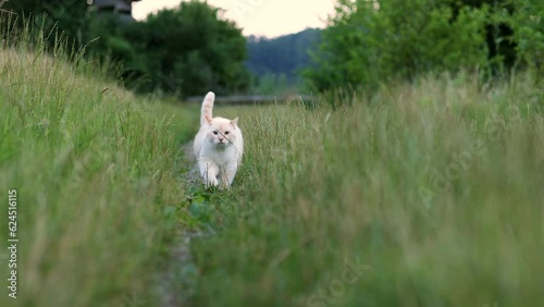 Fat beautiful cat walks on the grass and looks at the camera. Rustic landscape