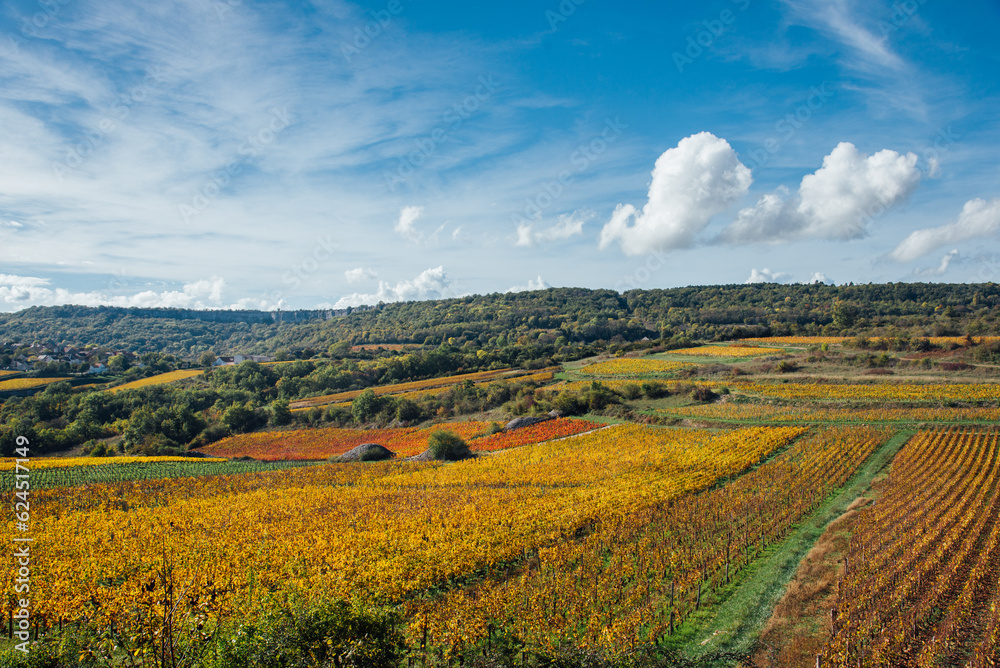 Vignoble automnal. Des vignes en automne. Viticulture en Côte-d'Or. Vignes dorées en Bourgogne. Vin français. Paysage de vignes en automne en Bourgogne. Paysage de Saint-Romain. Coteaux de Meursault