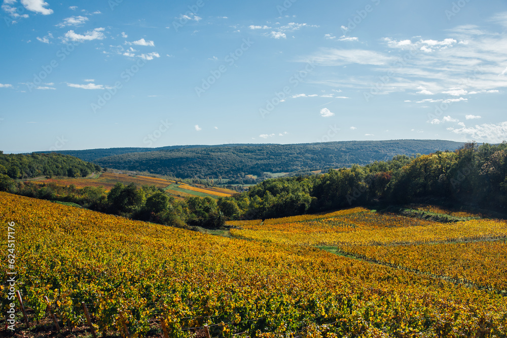 Vignoble automnal. Des vignes en automne. Viticulture en Côte-d'Or. Vignes dorées en Bourgogne. Vin français. Paysage de vignes en automne en Bourgogne. Paysage de Saint-Romain. Coteaux de Meursault