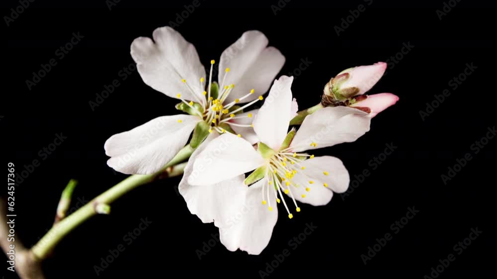 Almond Flowers Bloom in Time Lapse on a Black Background. Macro Timelapse Video of Spring Tree Blossoming Branch. Birth of Nature Almond Flowers Bloom in Time Lapse on a Black Background. Macro Timelapse Video of Spring Tree Blossoming Branch. Birth of Nature