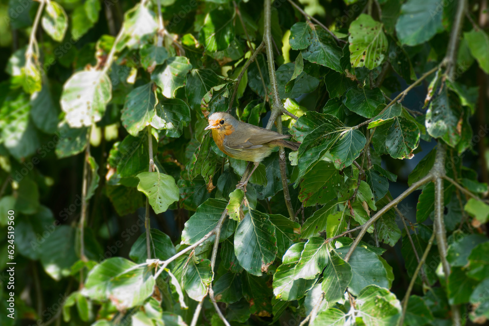 European robin (Erithacus rubecula) sitting on a green tree in Zurich, Switzerland European robin (Erithacus rubecula) sitting on a green tree in Zurich, Switzerland