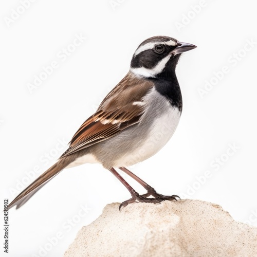 Black-throated sparrow bird isolated on white. Generative AI