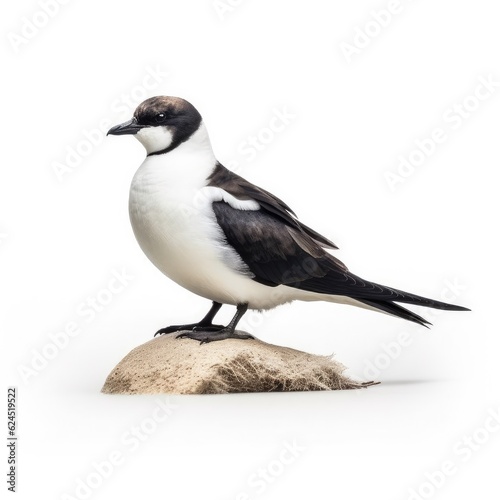 Black-capped petrel bird isolated on white. Generative AI © Razvan