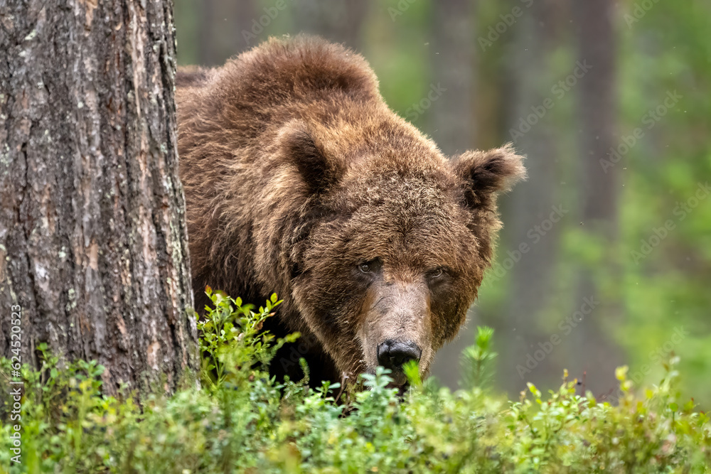 Scary brown bear in forest