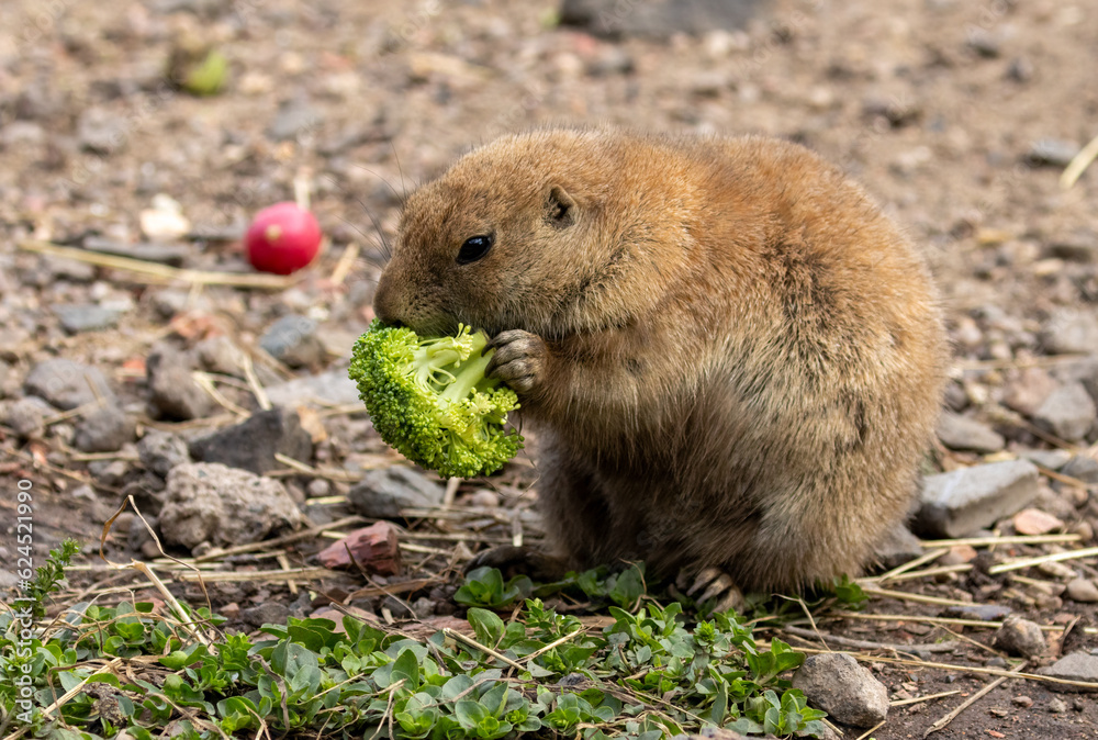 Hungry black tailed prairie dogs tucking into their vegetables