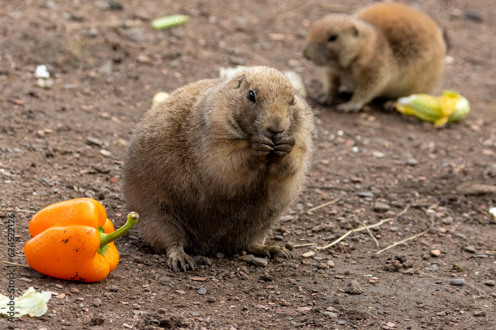 Hungry black tailed prairie dogs tucking into their vegetables Hungry black tailed prairie dogs tucking into their vegetables