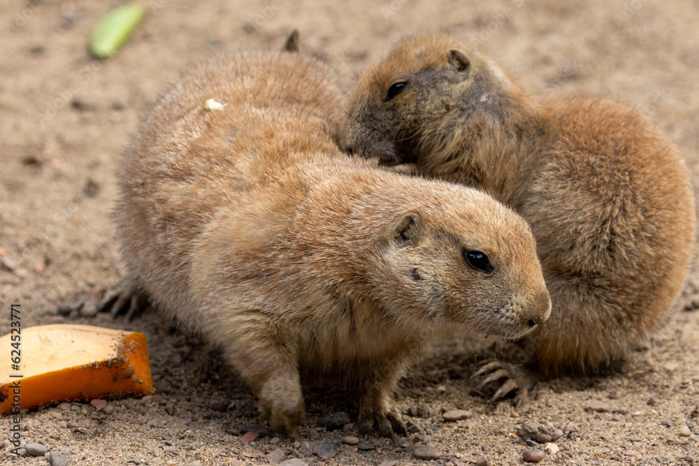 Hungry black tailed prairie dogs tucking into their vegetables Hungry black tailed prairie dogs tucking into their vegetables