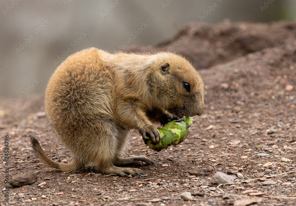 Hungry black tailed prairie dogs tucking into their vegetables Hungry black tailed prairie dogs tucking into their vegetables