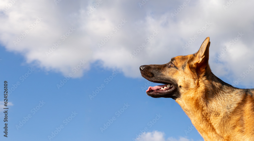 Close-up of a german shepherd looking out over beautiful sky on a sunny day. Panorama banner with copy space for your advertising