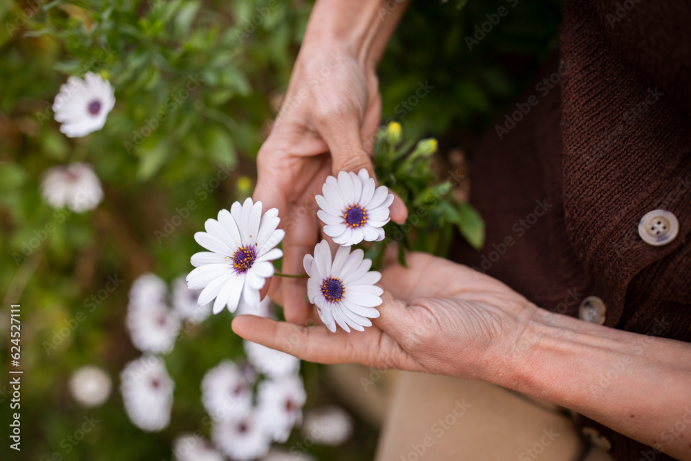 Unrecognizable Senior Woman Picking Daisy Flowers Bouquet In Field, Closeup Unrecognizable Senior Woman Picking Daisy Flowers Bouquet In Field, Closeup