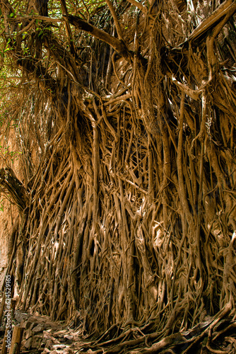 Tree of a thousand roots - Trujillo Cascas photo